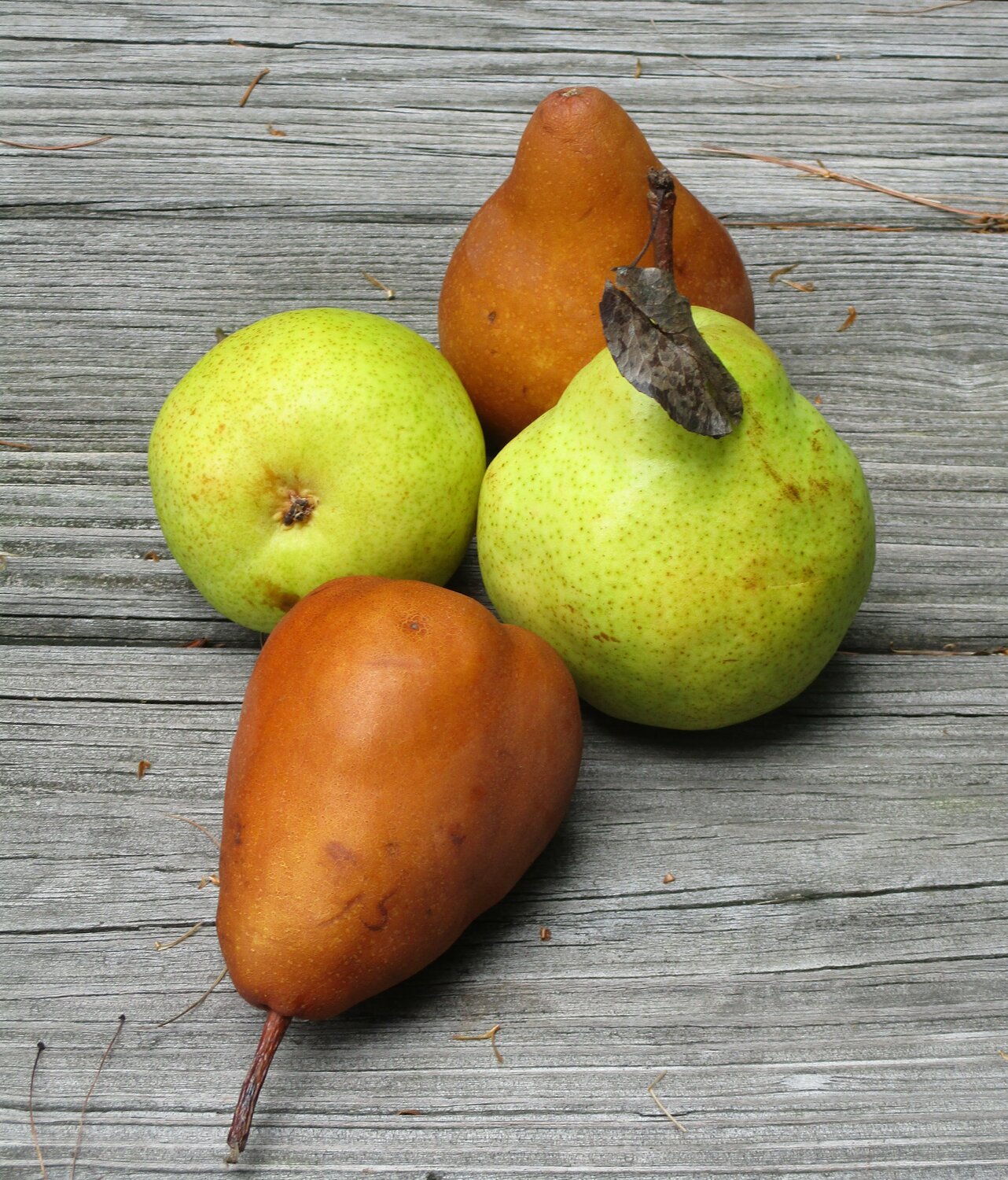 Anjou and Bosc pears